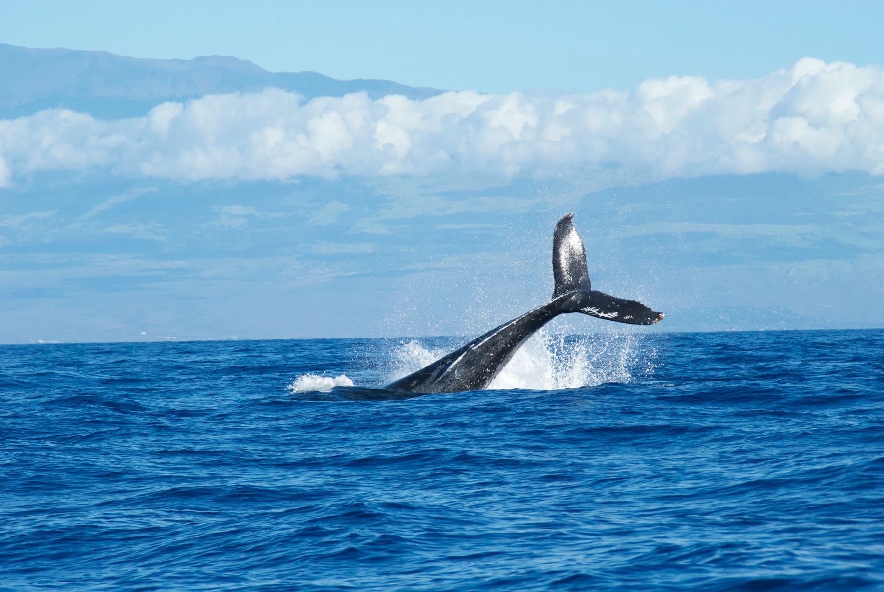 Maui